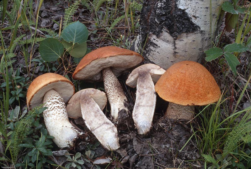 Leccinum insigne